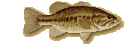 Bass Fishing News Group Website
