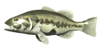 swimbass.gif